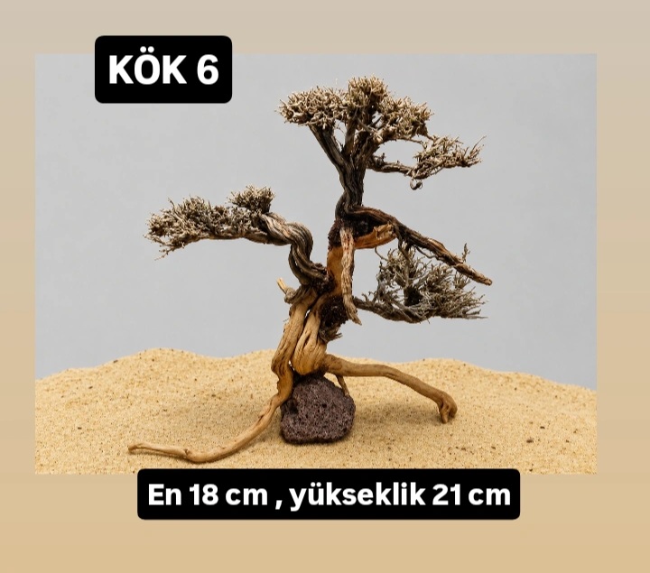 KÖK 6