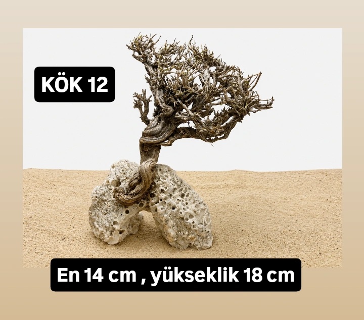 KÖK 12