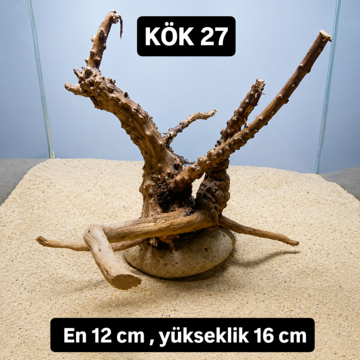 Yeni kökü suya nasıl hazırlarız?