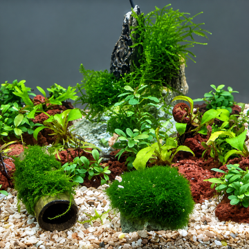 Moss Bitkili Dekor — 1