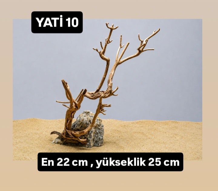 Yati kök 10