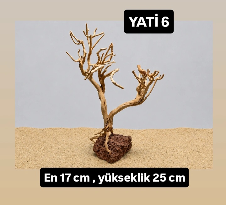 Yati kök 6