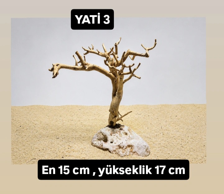 Yati kök 3