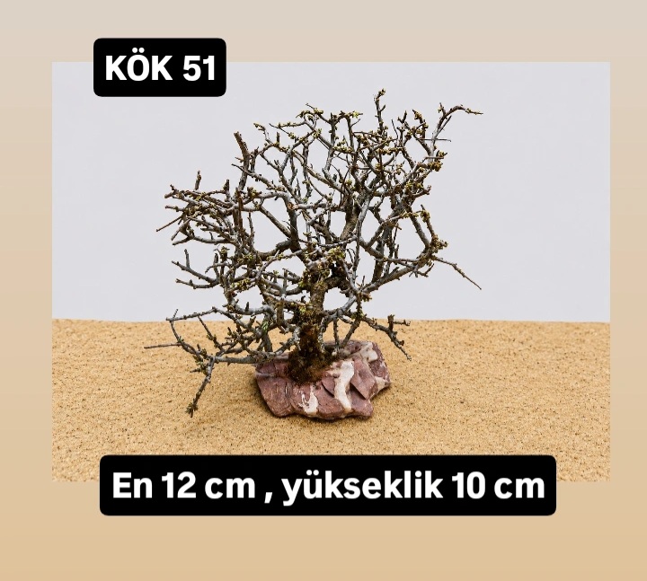 KÖK 51