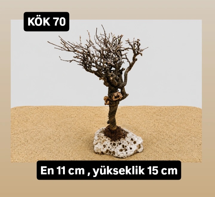 KÖK 70
