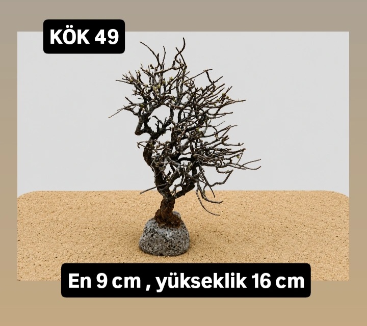KÖK 49