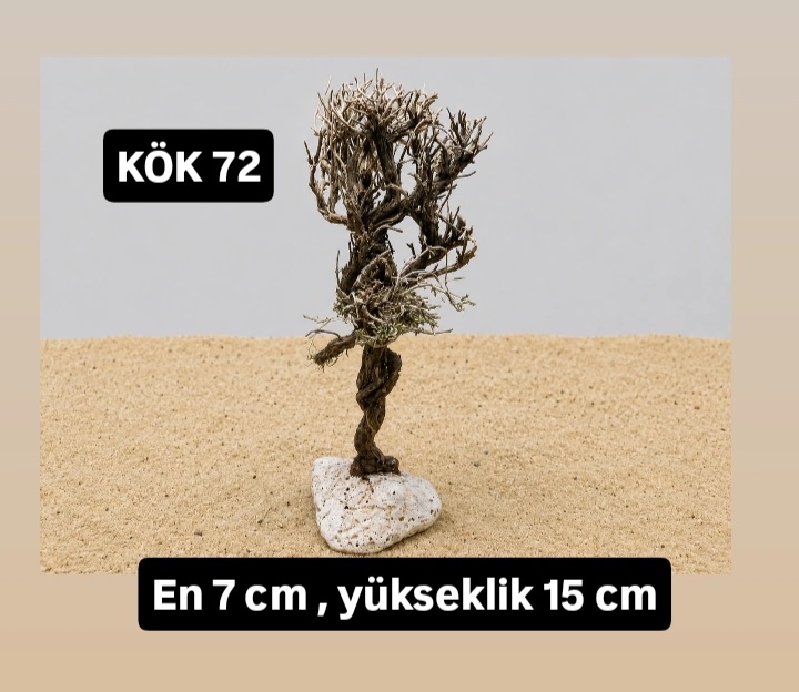 KÖK 72