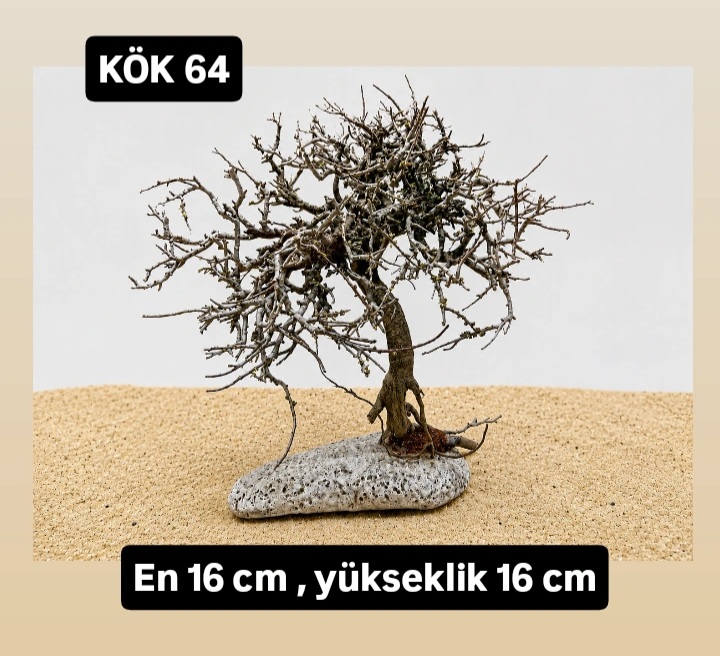 KÖK 64