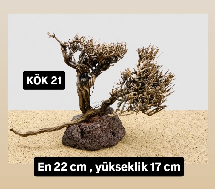 KÖK 21