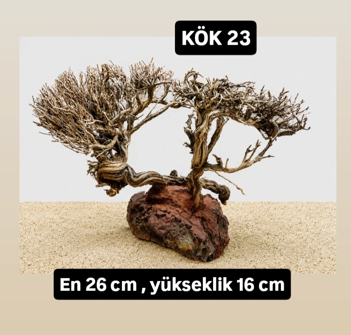 KÖK 23