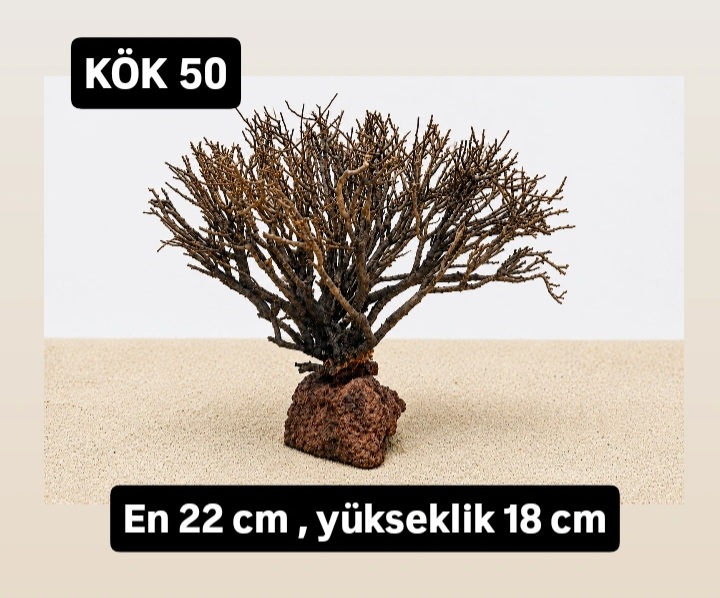 KÖK 50