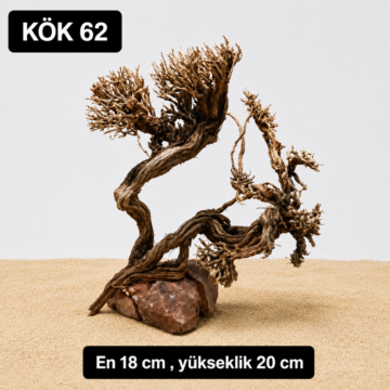 Akvaryum Kök — 3