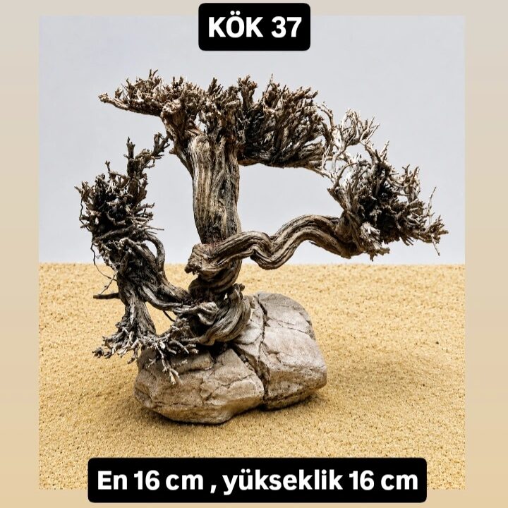 KÖK 37