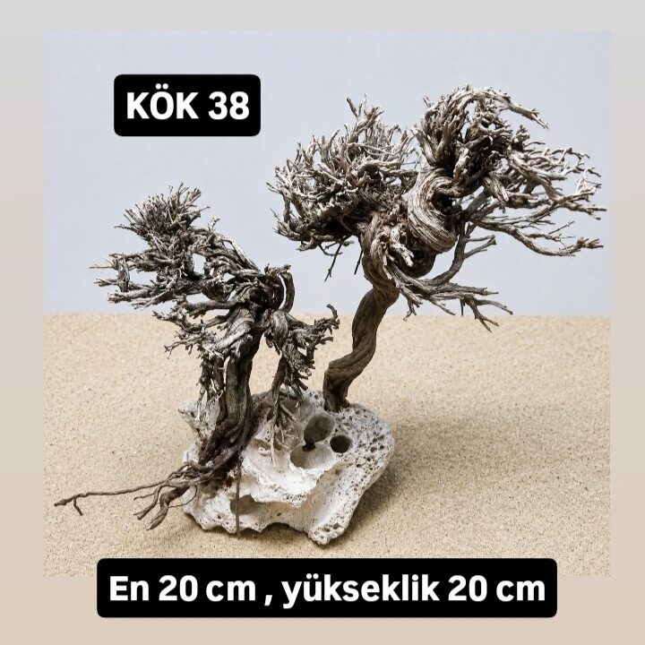 KÖK 38