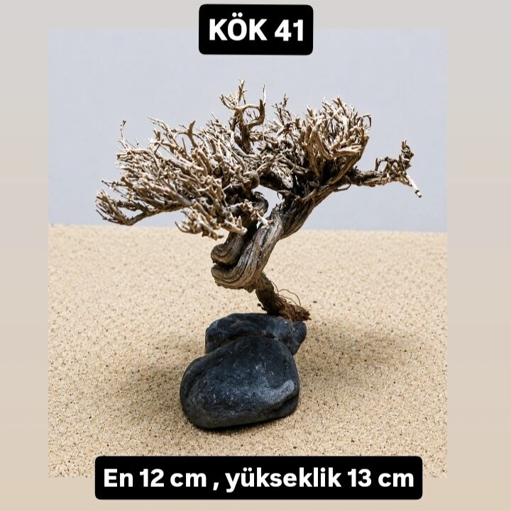 KÖK 41