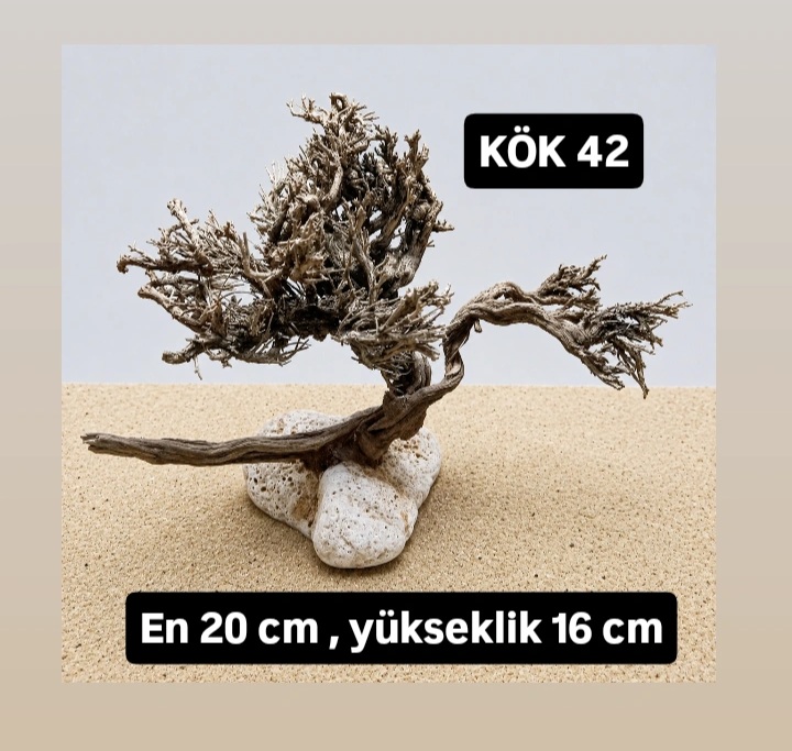 KÖK 42