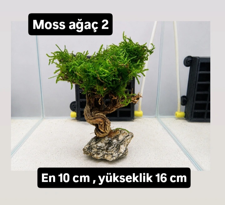 Moss ağaç 2