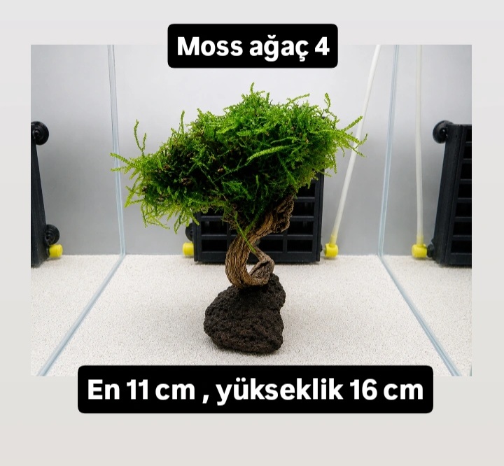 Moss ağaç 4