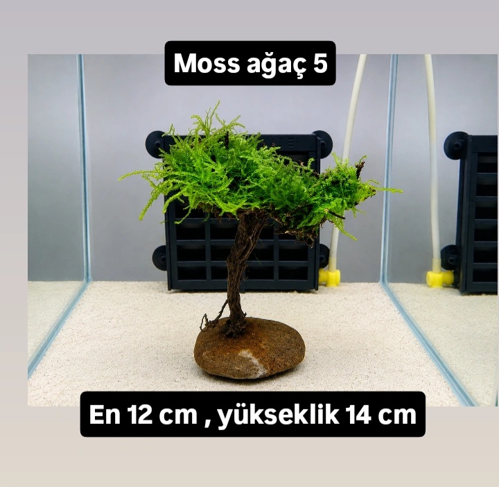 Moss ağaç 5