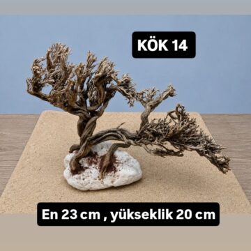 KÖK 14