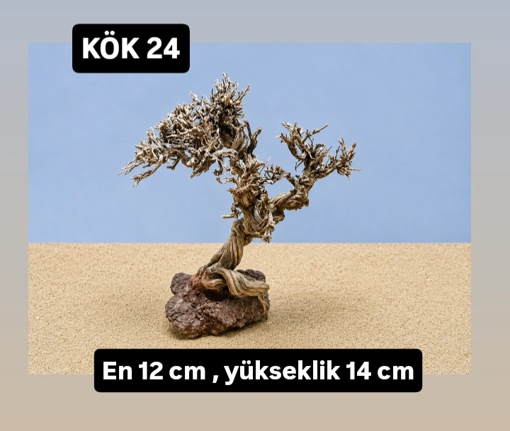 KÖK 24