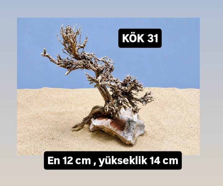 KÖK 31