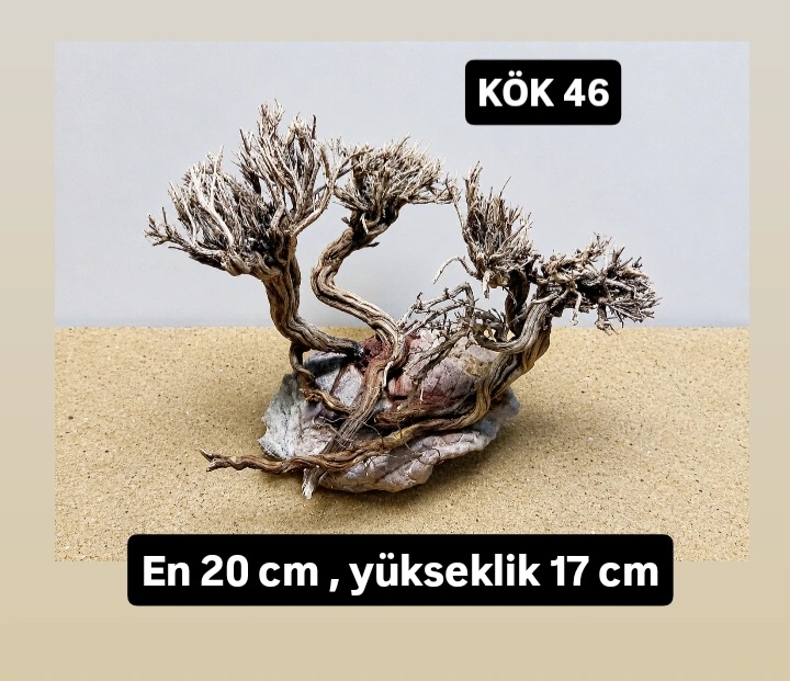 KÖK 46