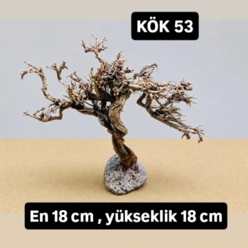 KÖK 53