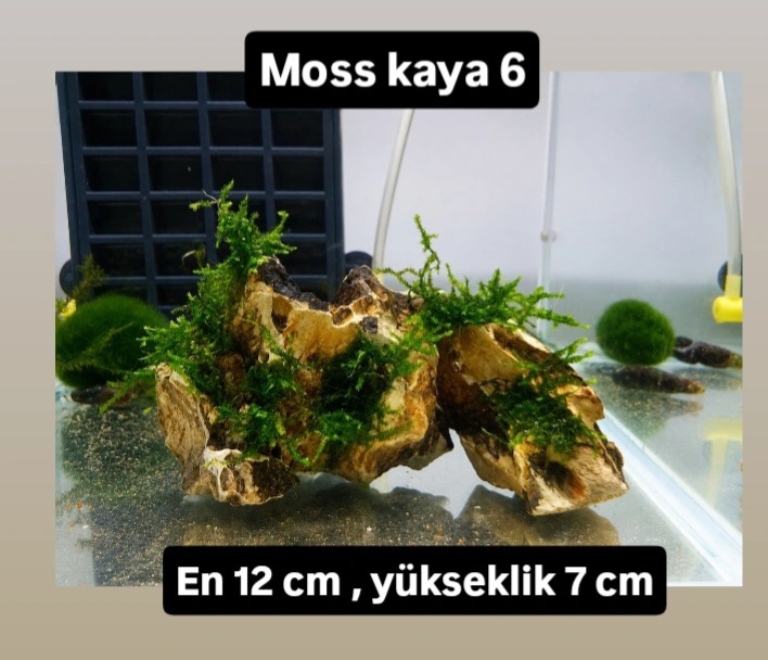 Moss kaya 6