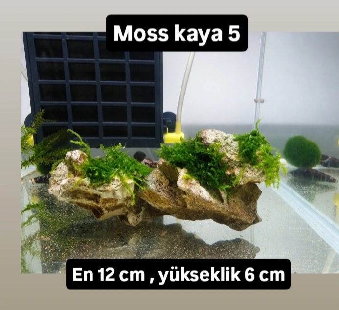 Moss kaya 5