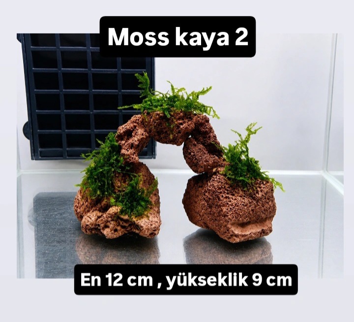 Moss kaya 2