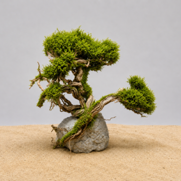 Moss Bitkili Dekor — 2
