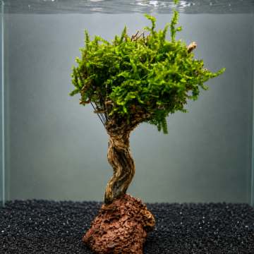 Moss Bitkili Dekor — 3