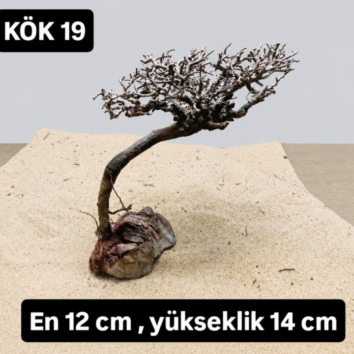 KÖK 19