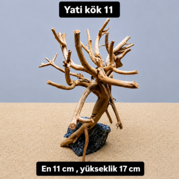 Yati kök 11