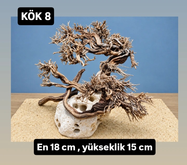 KÖK 8