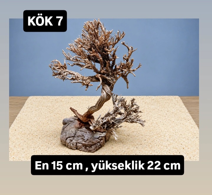 KÖK 7