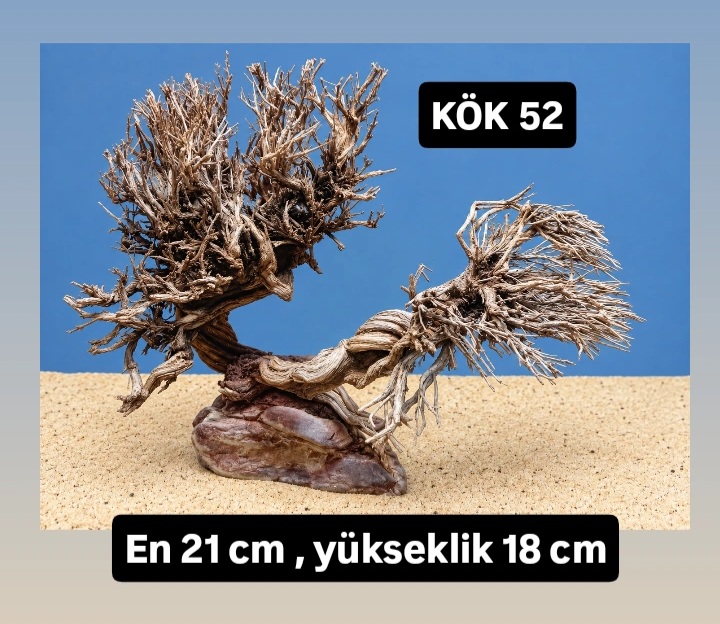 KÖK 52