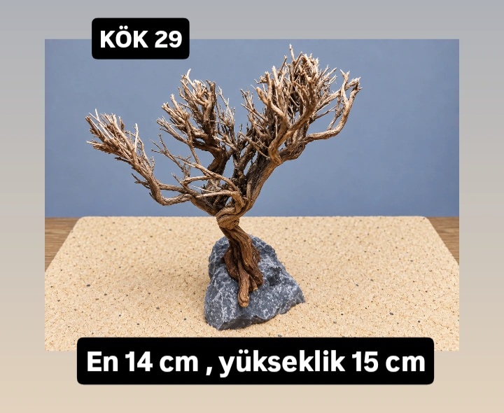 KÖK 29