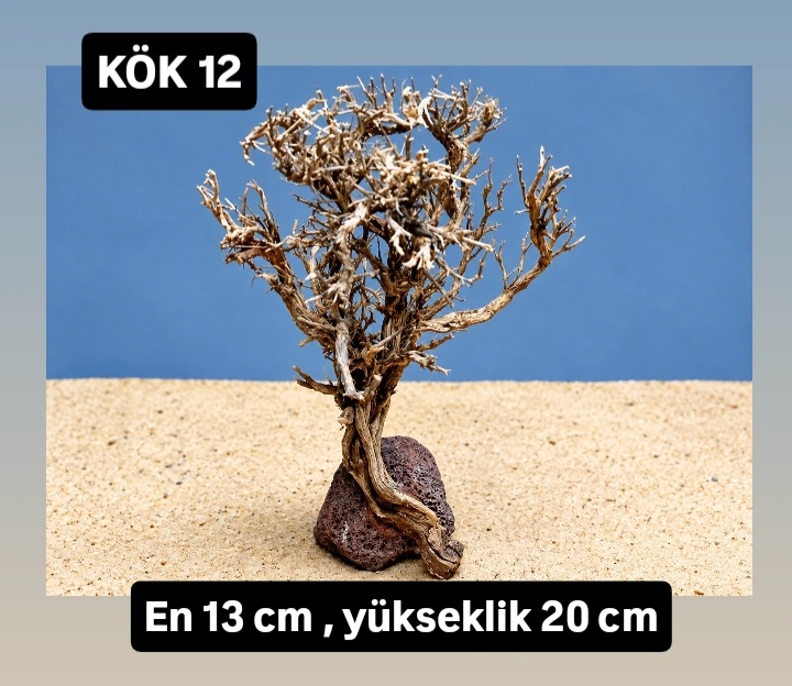 KÖK 12