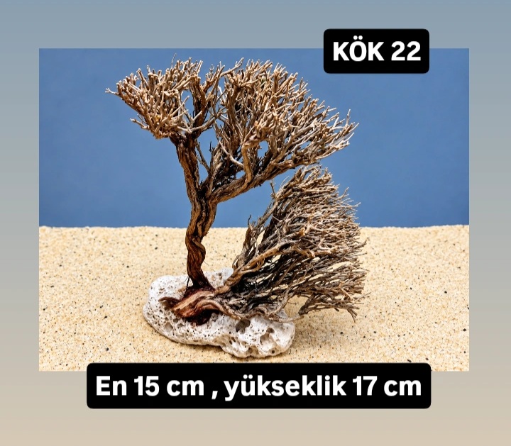KÖK 22