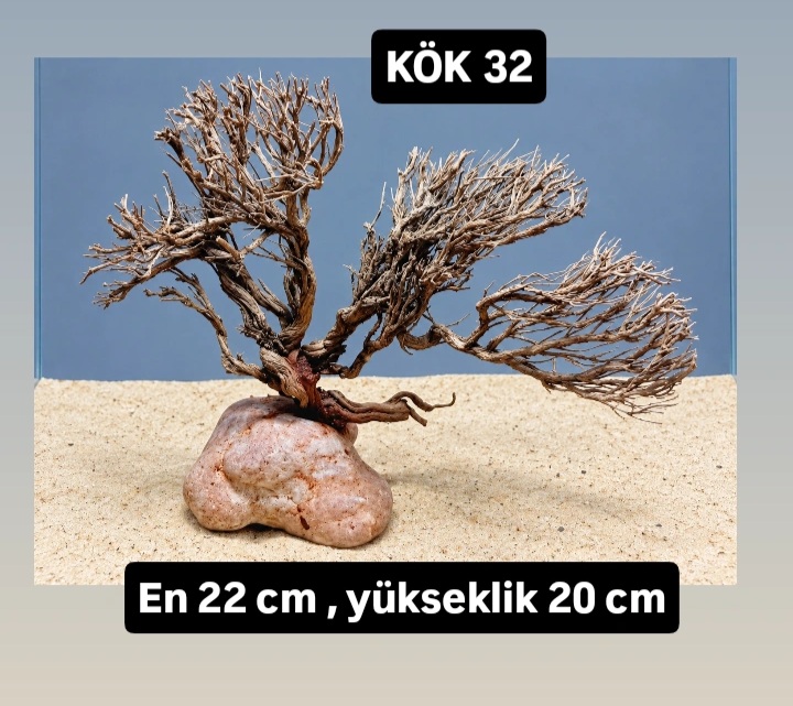 KÖK 32