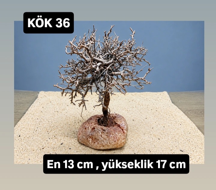 KÖK 36