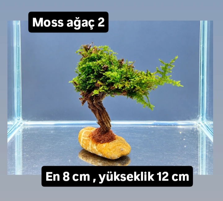 Moss ağaç 2