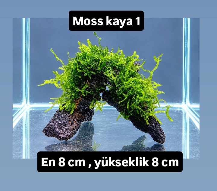 Moss kaya 1
