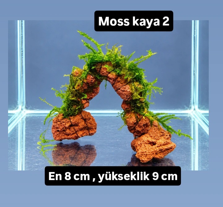 Moss kaya 2