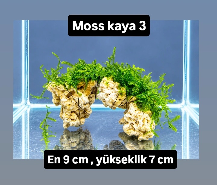 Moss kaya 3