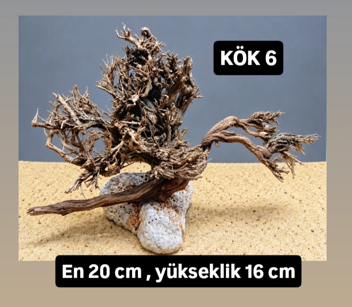KÖK 6