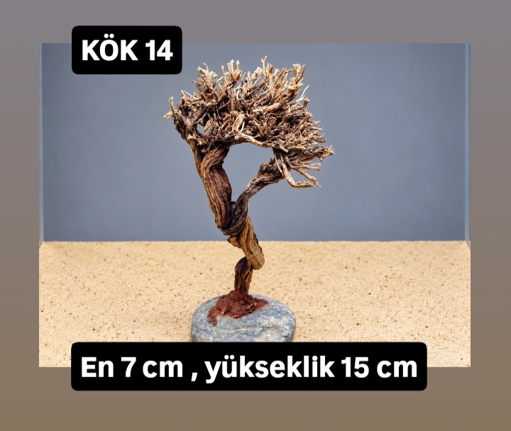 KÖK 14